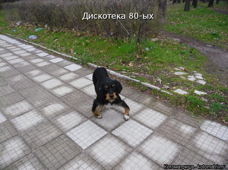 Дискотека 80-ых... Котоматрица: Дискотека 80-ых