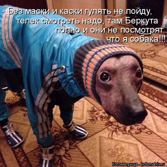 Котоматрица: - Без маски и каски гулять не пойду, телек смотреть надо, там Беркута  полно и они не посмотрят  что я собака!!!