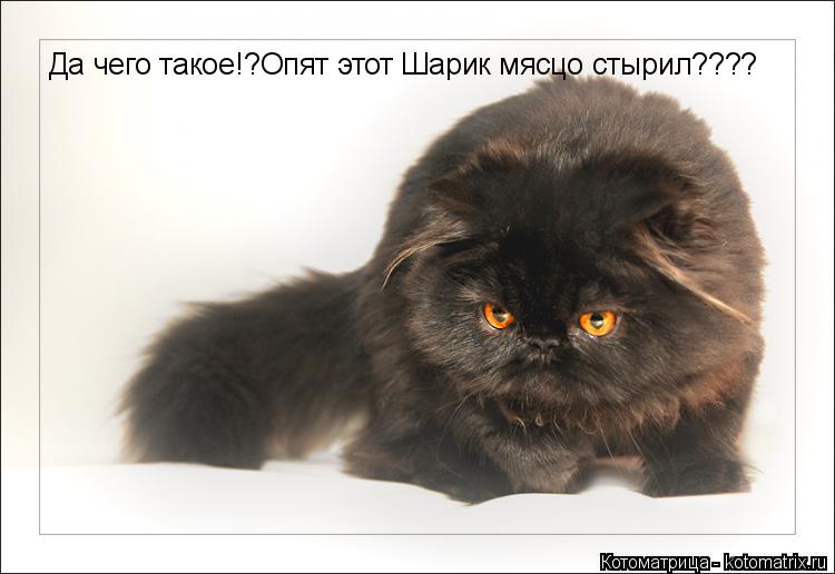 Да чего такое!?Опят этот Шарик мясцо стырил????... Котоматрица: Да чего такое!?Опят этот Шарик мясцо стырил????