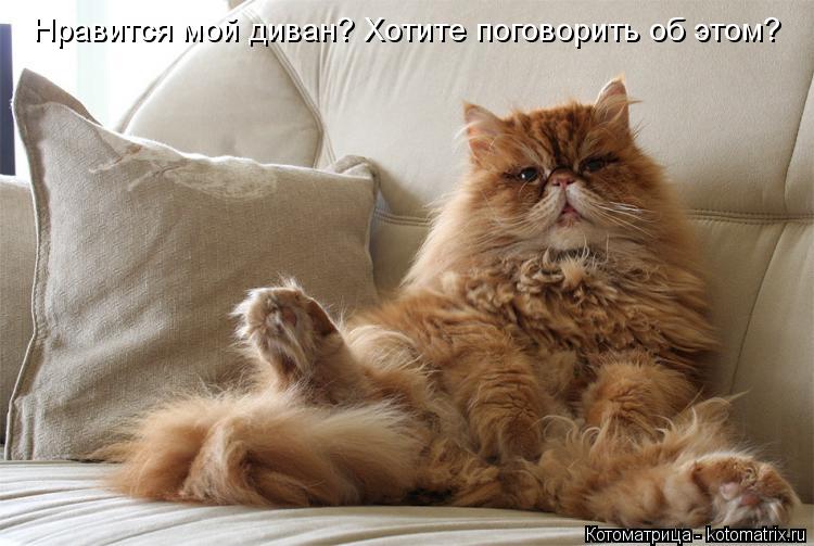 Котоматрица: Нравится мой диван? Хотите поговорить об этом?