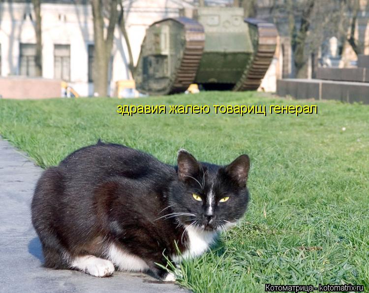 Котоматрица: здравия жалею товарищ генерал