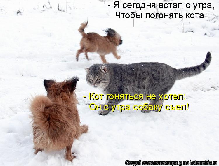 Котоматрица: - Я сегодня встал с утра, Чтобы погонять кота! - Кот гоняться не хотел: Он с утра собаку съел!