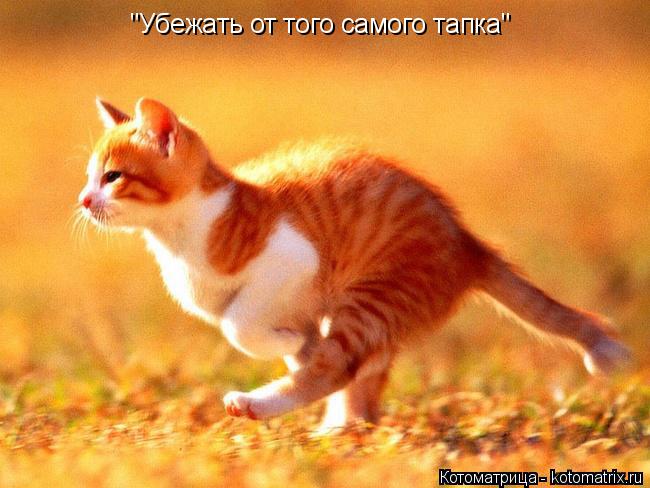 "Убежать от того самого тапка"... Котоматрица: "Убежать от того самого тапка"