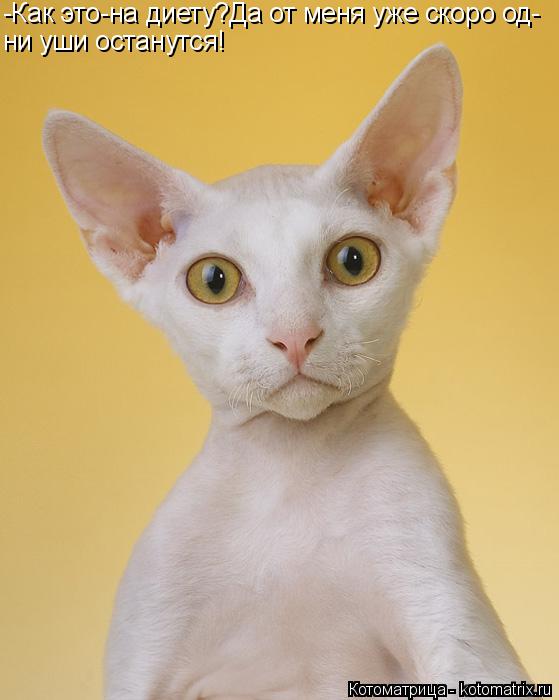 Котоматрица: -Как это-на диету?Да от меня уже скоро од- ни уши останутся!