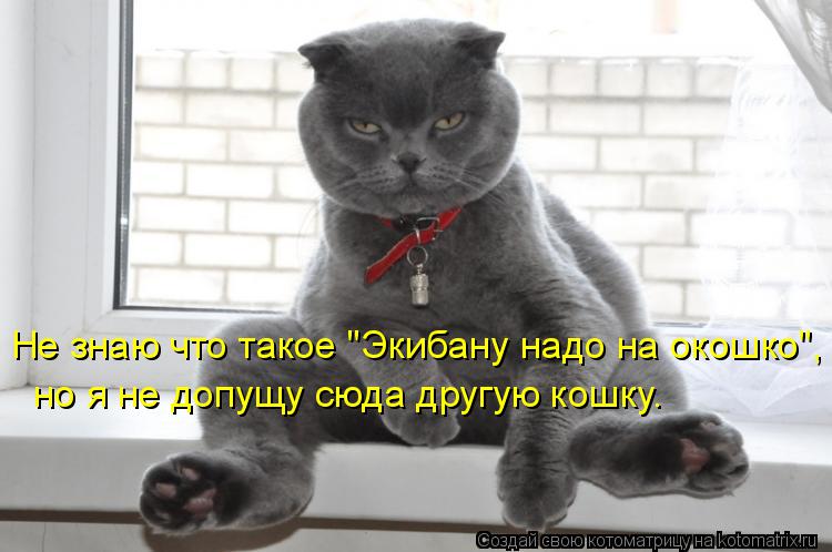 Не знаю что такое "Экибану надо на окошко", но я не допущу сюда другую кошку.... Котоматрица: Не знаю что такое "Экибану надо на окошко", но я не допущу сюда другую кошку.