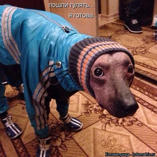 пошли гулять... я готова...... Котоматрица: пошли гулять... я готова...