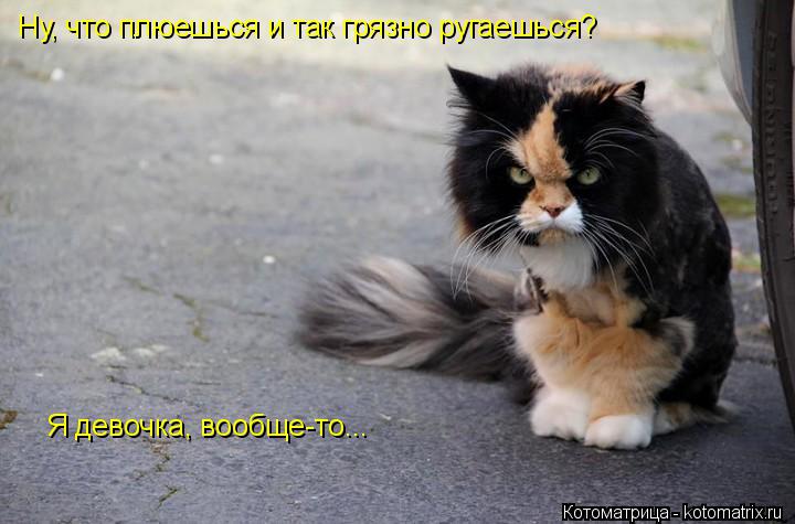 Котоматрица: Ну, что плюешься и так грязно ругаешься? Я девочка, вообще-то...