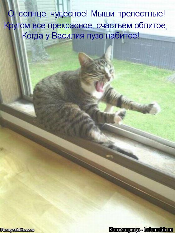 О, солнце, чудесное! Мыши прелестные! Кругом все прекрасное, счастьем облитое, Когда у Василия пузо н... Котоматрица: О, солнце, чудесное! Мыши прелестные! Кругом все прекрасное, счастьем облитое, Когда у Василия пузо набитое!