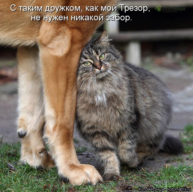 Котоматрица: С таким дружком, как мой Трезор, не нужен никакой забор.