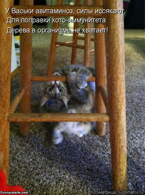 Котоматрица: У Васьки авитаминоз, силы иссякают, Для поправки кото-иммунитета Дерева в организме не хватает!