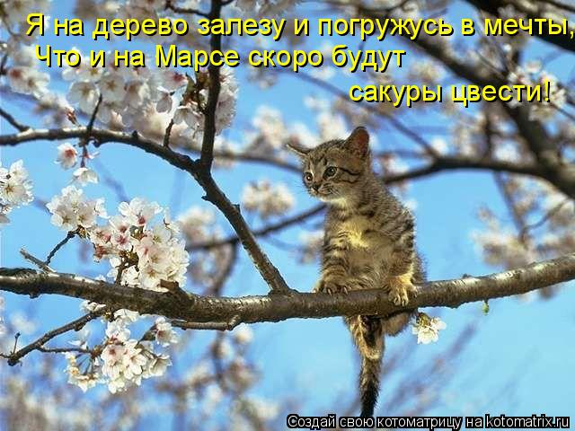Котоматрица: Я на дерево залезу и погружусь в мечты, Что и на Марсе скоро будут  сакуры цвести!