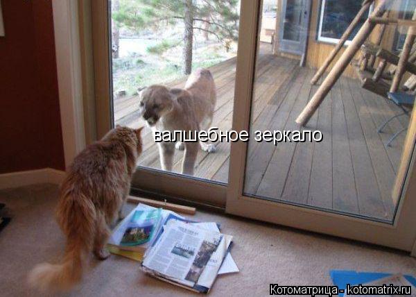 Котоматрица: валшебное зеркало