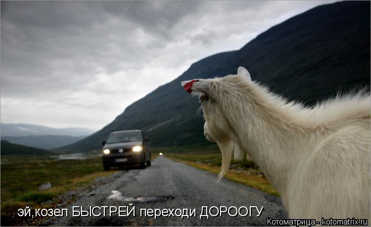 эй,козел БЫСТРЕЙ переходи ДОРООГУ... Котоматрица: эй,козел БЫСТРЕЙ переходи ДОРООГУ