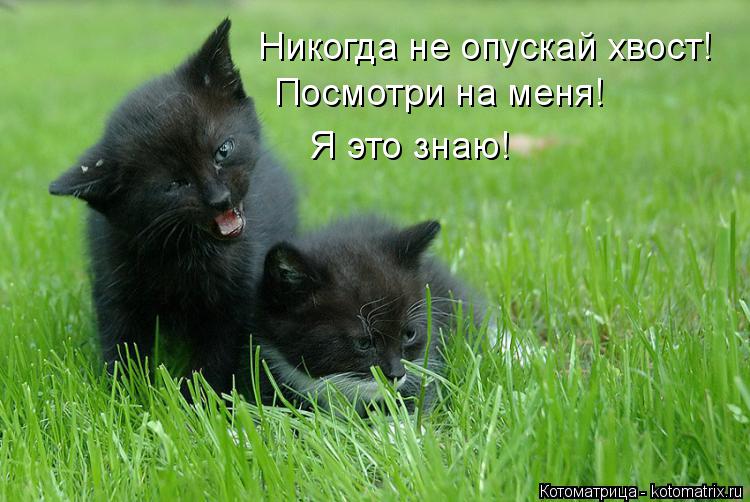 Котоматрица: Никогда не опускай хвост! Посмотри на меня! Я это знаю!