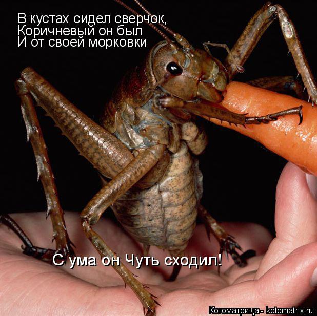 Котоматрица: В кустах сидел сверчок, Коричневый он был И от своей морковки  С ума он Чуть сходил!