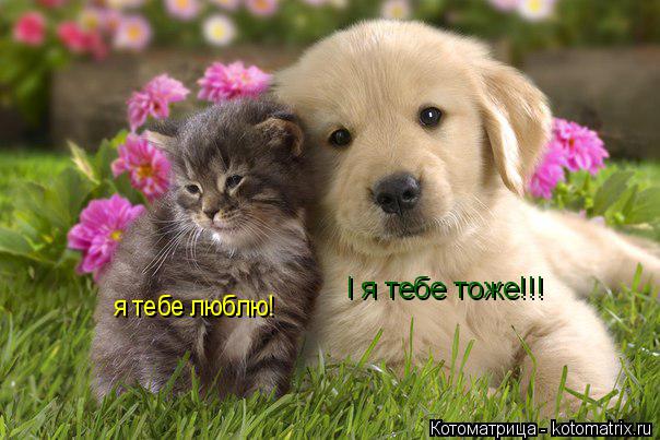 я тебе люблю! я тебе люблю! І я тебе тоже!!!... Котоматрица: я тебе люблю! я тебе люблю! І я тебе тоже!!!