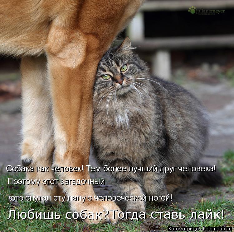 Собака как человек! Тем более лучший друг человека! котэ спутал эту лапу с человеческой ногой! Поэтом... Котоматрица: Собака как человек! Тем более лучший друг человека! котэ спутал эту лапу с человеческой ногой! Поэтому этот загадочный Любишь собак? Тогда с