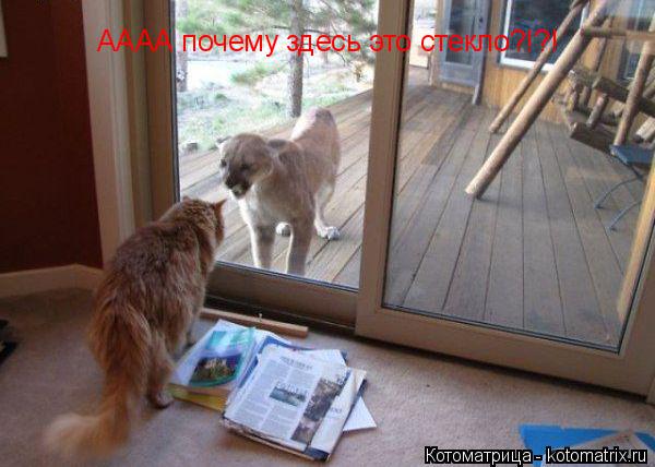 АААА почему здесь это стекло?!?!... Котоматрица: АААА почему здесь это стекло?!?!