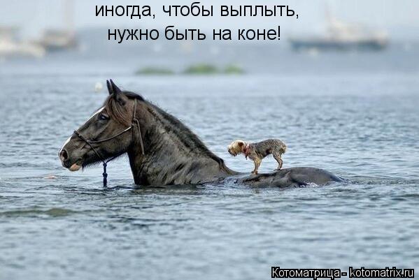 иногда, чтобы выплыть, нужно быть на коне!... Котоматрица: иногда, чтобы выплыть, нужно быть на коне!