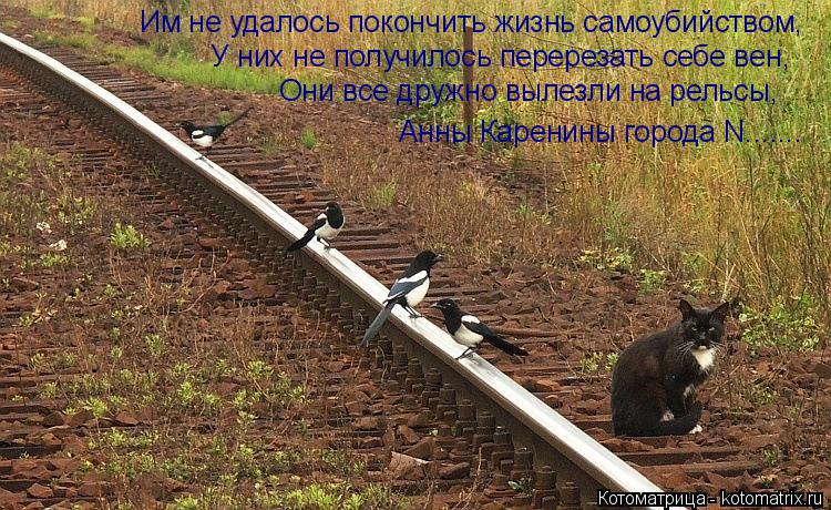 Котоматрица: Им не удалось покончить жизнь самоубийством, У них не получилось перерезать себе вен, Они все дружно вылезли на рельсы, Анны Каренины город