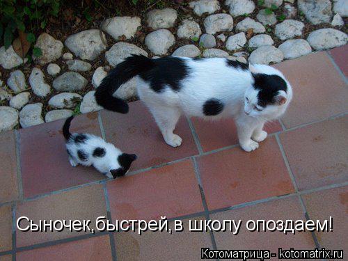 Сыночек,быстрей,в школу опоздаем!... Котоматрица: Сыночек,быстрей,в школу опоздаем!
