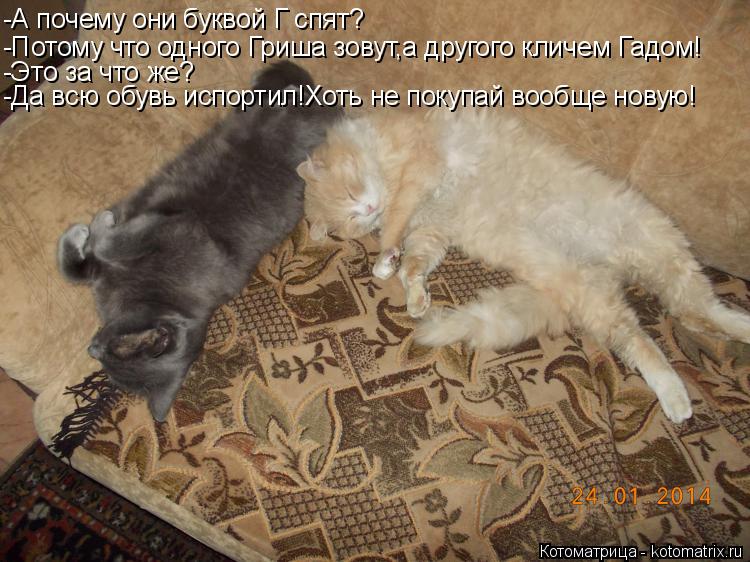 Котоматрица: -А почему они буквой Г спят? -Потому что одного Гриша зовут,а другого кличем Гадом! -Это за что же? -Да всю обувь испортил!Хоть не покупай вообщ