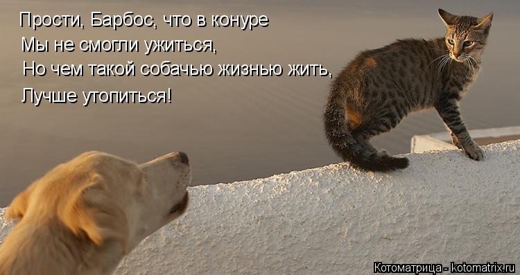 Котоматрица: Прости, Барбос, что в конуре Мы не смогли ужиться, Но чем такой собачью жизнью жить,  Лучше утопиться!