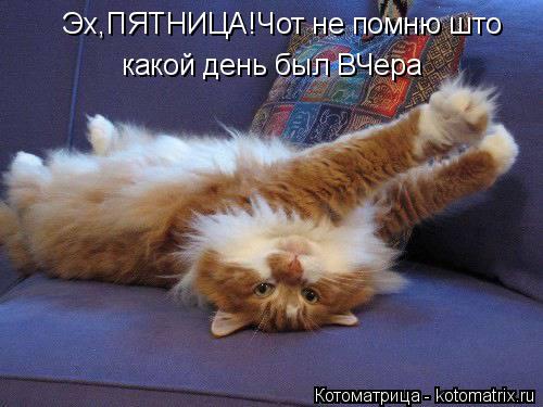 Эх,ПЯТНИЦА!Чот не помню што какой день был ВЧера... Котоматрица: Эх,ПЯТНИЦА!Чот не помню што какой день был ВЧера
