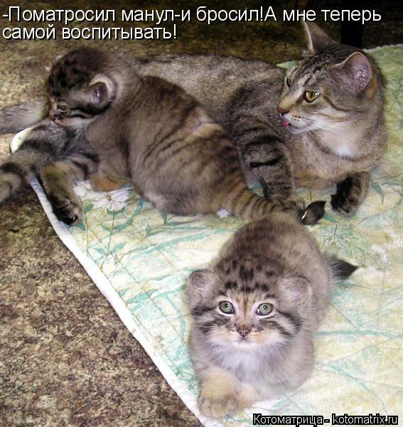 Котоматрица: -Поматросил манул-и бросил!А мне теперь самой воспитывать!