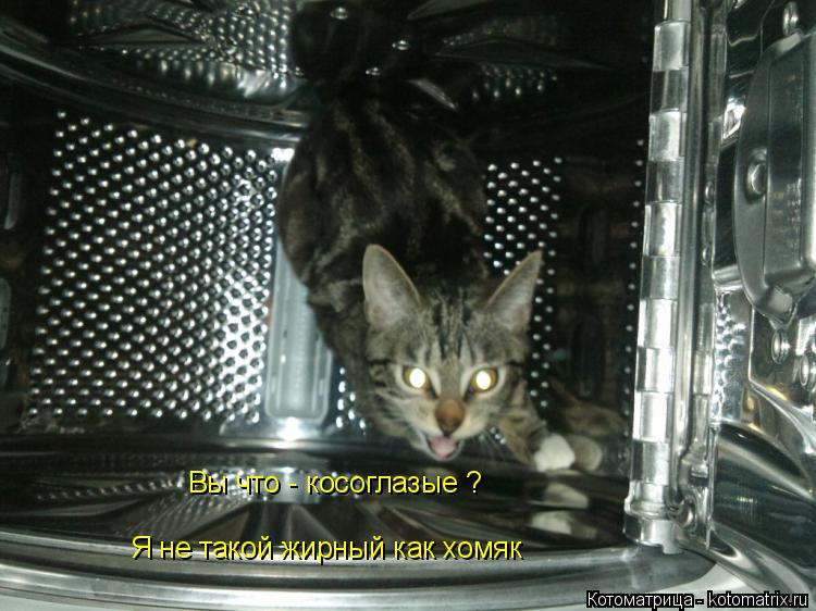 Котоматрица: Вы что - косоглазые ? Я не такой жирный как хомяк