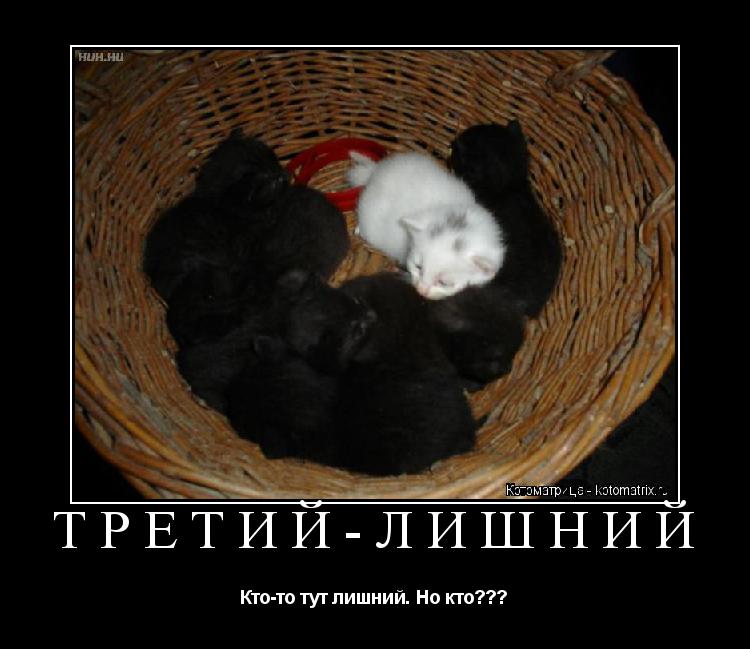 Котоматрица: ТРЕТИЙ-ЛИШНИЙ Кто-то тут лишний. Но кто???