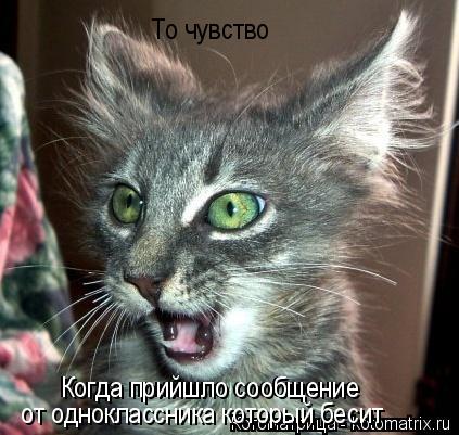 То чувство Когда прийшло сообщение Когда прийшло сообщение от одноклассника который бесит... Котоматрица: То чувство Когда прийшло сообщение Когда прийшло сообщение от одноклассника который бесит