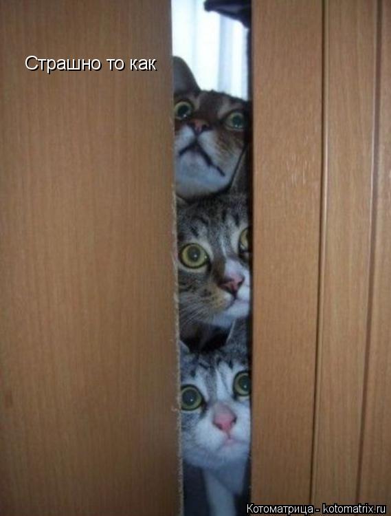 Страшно то как... Котоматрица: Страшно то как