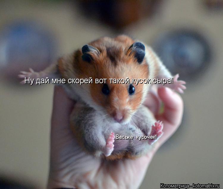 Котоматрица: Ну дай мне скорей вот такой кусок сыра! Ваське  кусочек!