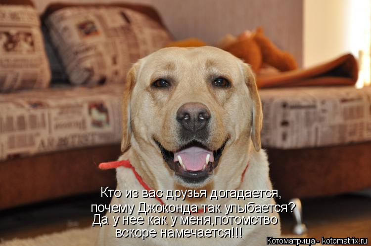 Котоматрица: Кто из вас друзья догадается, почему Джоконда так улыбается? Да у нее как у меня,потомство вскоре намечается!!!