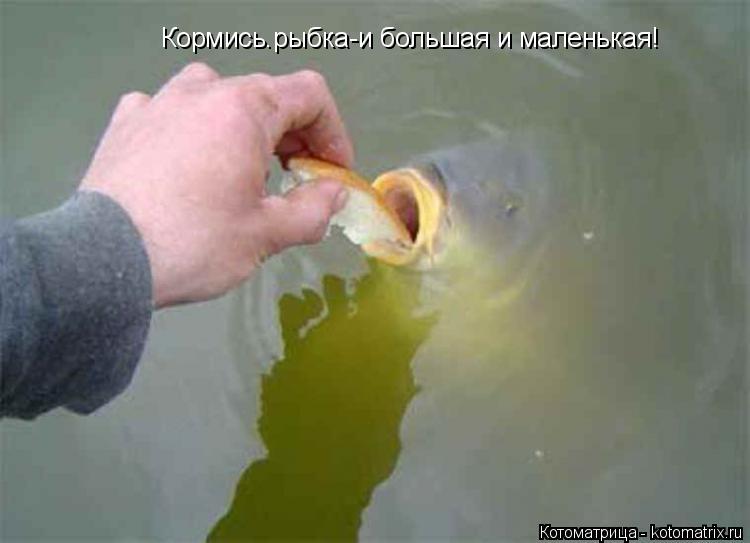Кормись.рыбка-и большая и маленькая!... Котоматрица: Кормись.рыбка-и большая и маленькая!