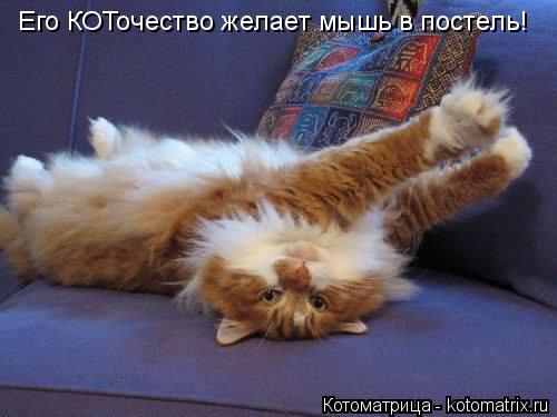 Его КОТочество желает мышь в постель!... Котоматрица: Его КОТочество желает мышь в постель!