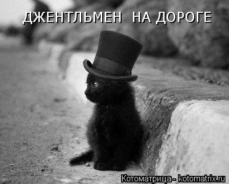 Котоматрица: ДЖЕНТЛЬМЕН  НА ДОРОГЕ