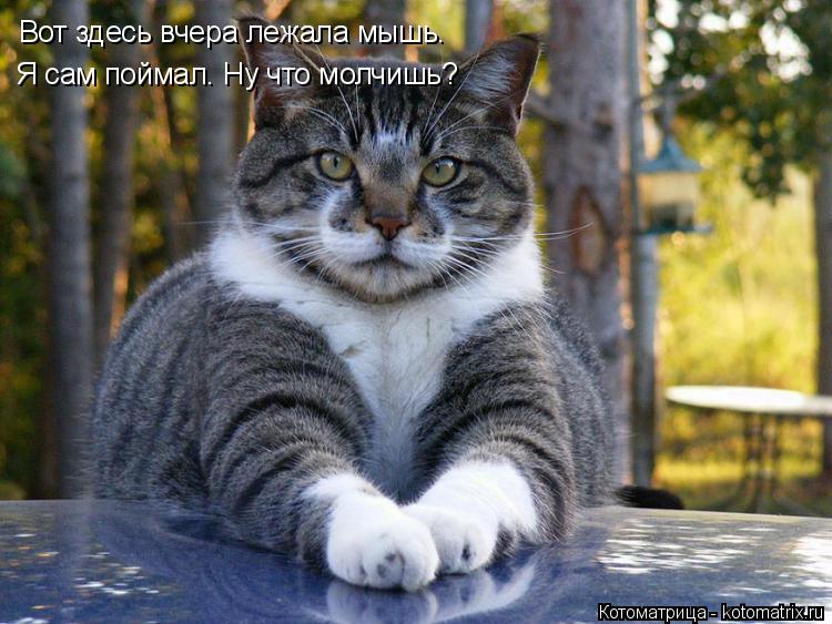 Вот здесь вчера лежала мышь. Я сам поймал. Ну что молчишь?... Котоматрица: Вот здесь вчера лежала мышь. Я сам поймал. Ну что молчишь?
