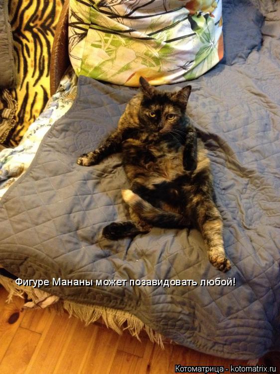 Фигуре Мананы может позавидовать любой!... Котоматрица: Фигуре Мананы может позавидовать любой!