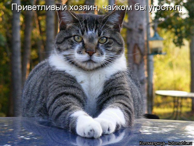 Приветливый хозяин, чайком бы угостил.... Котоматрица: Приветливый хозяин, чайком бы угостил.