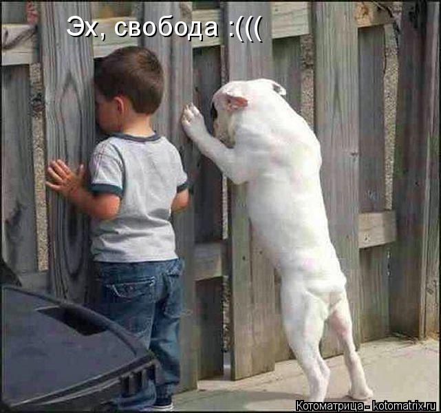 Котоматрица: Эх, свобода :(((