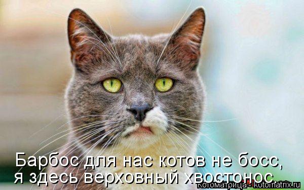 Котоматрица: Барбос для нас котов не босс, я здесь верховный хвостонос.