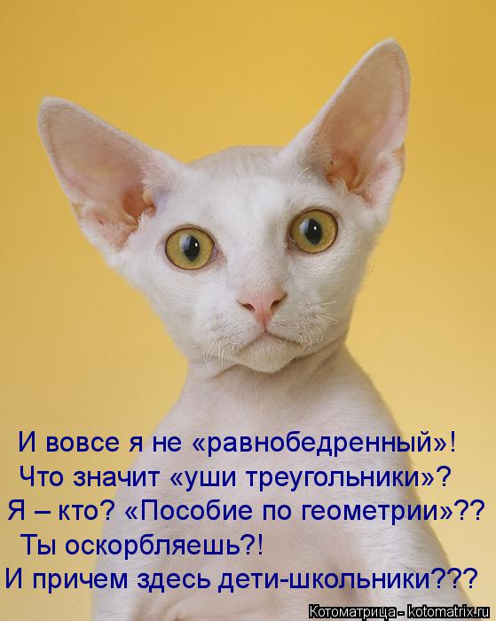 Котоматрица: И вовсе я не «равнобедренный»! Что значит «уши треугольники»? Я – кто? «Пособие по геометрии»?? Ты оскорбляешь?!  И причем здесь дети-школьни