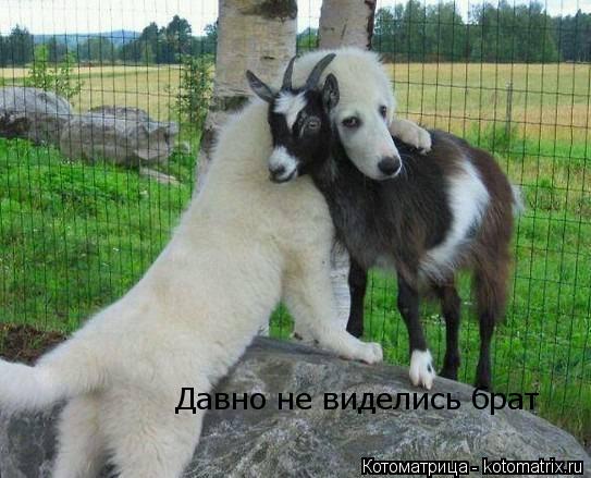 Котоматрица: Давно не виделись брат