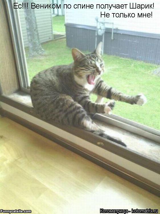 Котоматрица: Ес!!! Веником по спине получает Шарик! Не только мне!