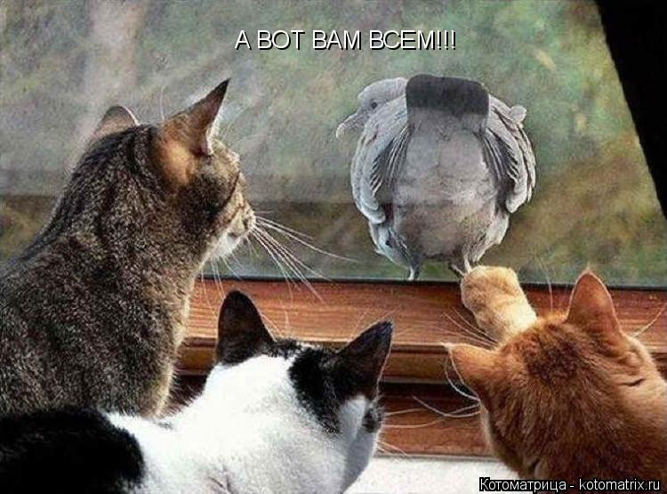 А ВОТ ВАМ ВСЕМ!!!... Котоматрица: А ВОТ ВАМ ВСЕМ!!!