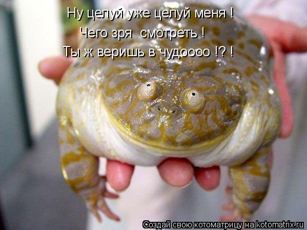 Котоматрица: Ну целуй уже целуй меня ! Чего зря  смотреть ! Ты ж веришь в чудоооо !? !