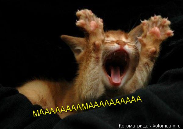 МААААААААМАААААААААА... Котоматрица: МААААААААМАААААААААА