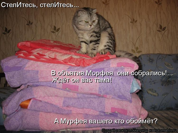 Ждёт он вас тама! СтелИтесь, стелИтесь... В объятия Морфея они собрались!... А Мурфея вашего кто обо... Котоматрица: Ждёт он вас тама! СтелИтесь, стелИтесь... В объятия Морфея они собрались!... А Мурфея вашего кто обоймёт?